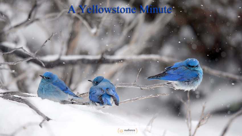 A Yellowstone Minute
